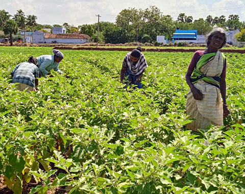 Food Security - Collective Farming 2022