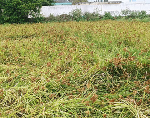 Food Security - Collective Farming 2022