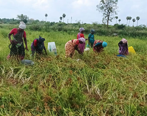 Food Security - Collective Farming 2022