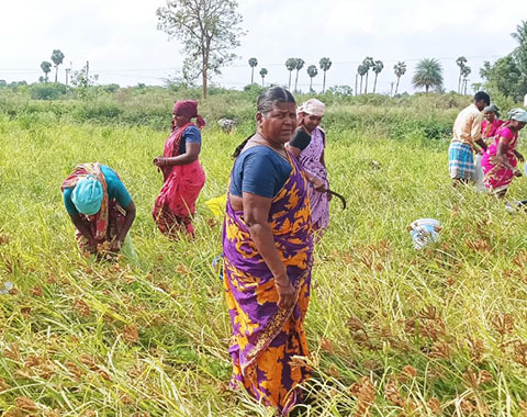 Food Security - Collective Farming 2022