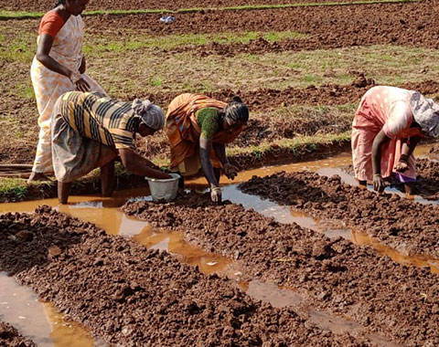 Food Security - Collective Farming 2022