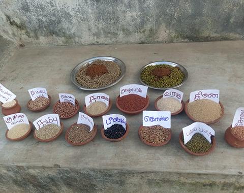 IYM -Millet awareness campaign 2023