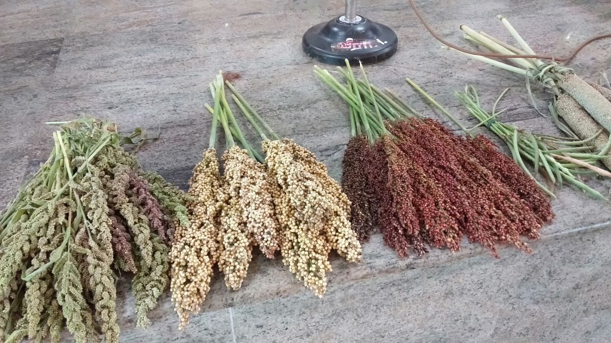 Millet Sister's Meet